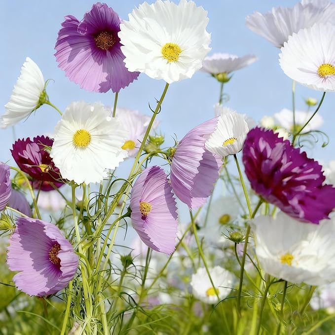 300+ Cosmos Flower Seeds for Planting, Mixed Color Egg Tart Cosmos Seed, Non-GMO Heirloom Cosmos Flower Seeds for Home Garden Outdoor