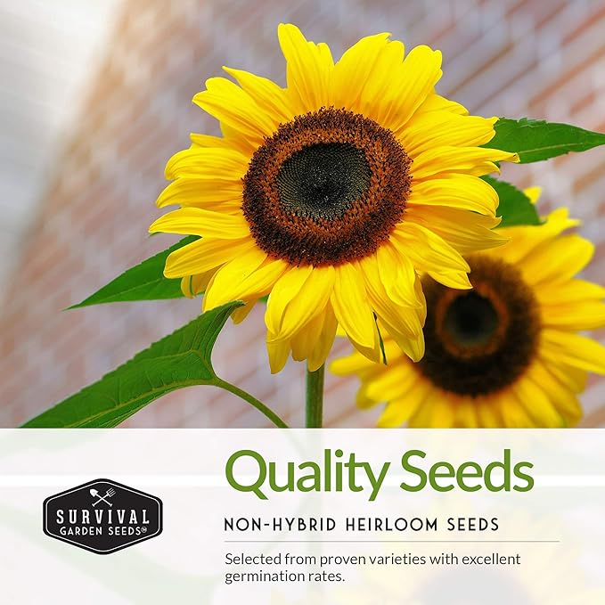 Edible Sunflower Seeds Collection for Planting | 2 Giant Flower Varieties – Mammoth & Black Russian – Heirloom Non-GMO – Survival Garden Seeds