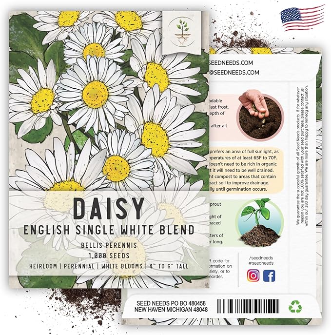 Seed Needs, English Daisy Seeds - 1,000 Heirloom Seeds for Planting Bellis perennis - White Blooms, Perennial Flowering Plants for an Outdoor Garden (1 Pack)