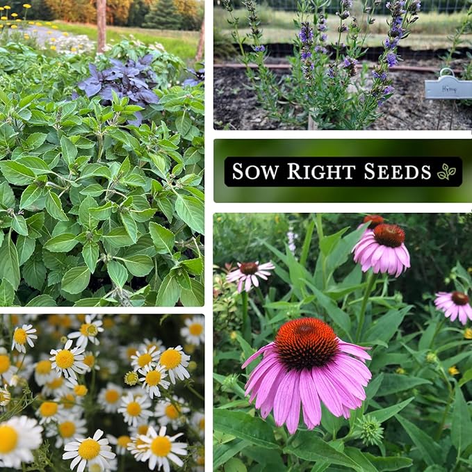 Sow Right Seeds - Large Medicinal Herb Seed Collection for Planting - Chamomile, Echinacea, Lavender, Mint, Lovage, Lemon Balm, & More - Non-GMO Heirloom for Home Remedies, Teas, Tinctures