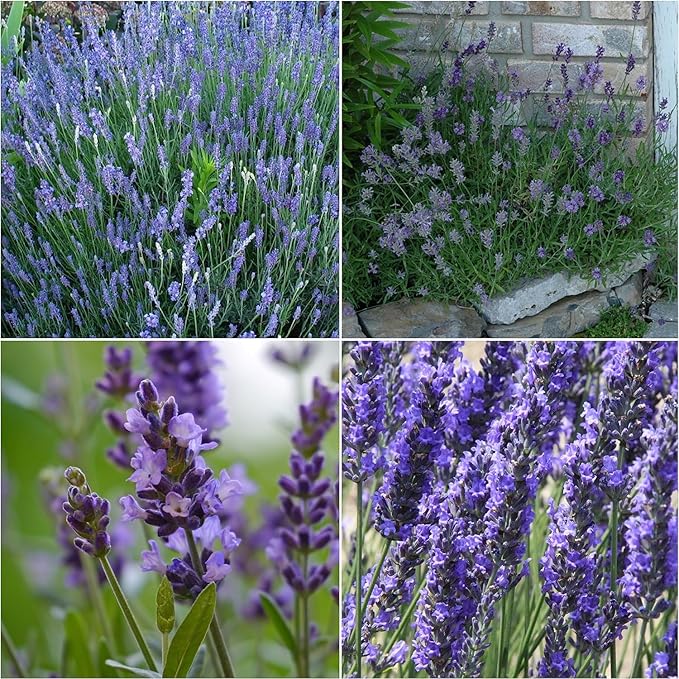 2000+ PCS Premium English Lavender Seeds Non-GMO Herb Seeds Wildflower Seed for Planting Indoor Outdoor High Germination Plant Flower Seeds