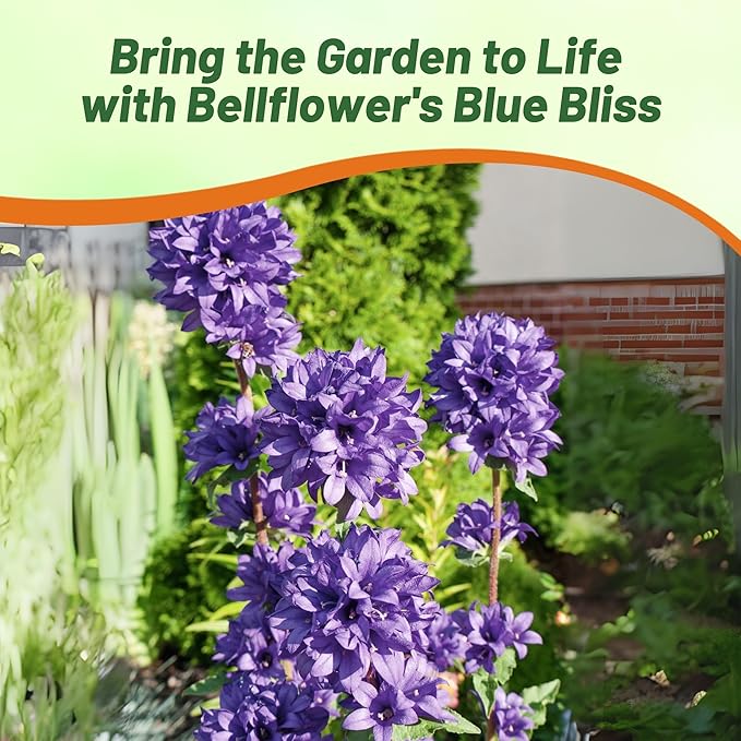 Outsidepride Superba Bellflower Seeds for Planting - 1000 Pcs Perennial Mat-Forming Flower Seeds with Bell Shaped Blooms & Low Growth Habit for Edging Pollinator Gardens, Containers, & Borders
