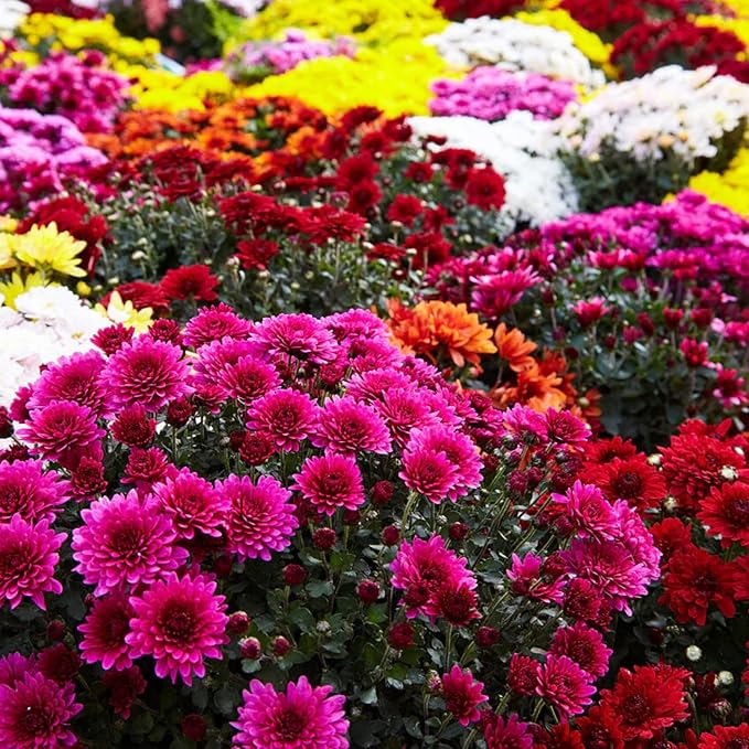 400+ Mixed Color Chrysanthemum Seeds Hardy Garden Flower Seeds - Rare Ground Cover Plant Landscape for Garden Outdoor
