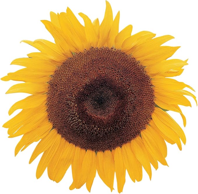 Burpee Kong Hybrid Sunflower Seeds 25 seeds