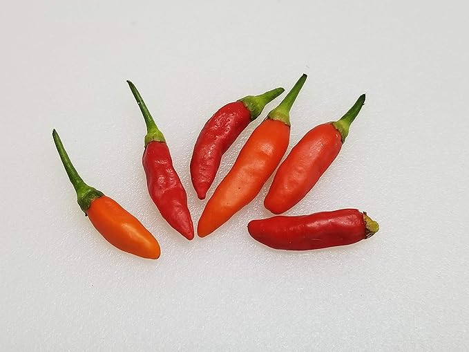 Tabasco Hot Pepper 20+ Seeds