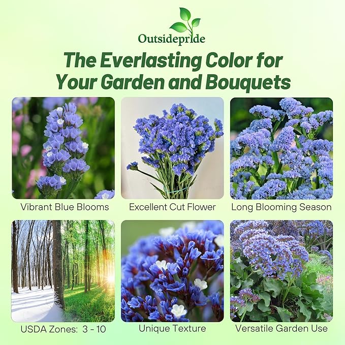 Outsidepride Blue Statice Flower Seeds - 1000 Pcs Annual Easy to Grow Drought Tolerant Flower Seeds for Floral Arrangements, Borders, & Pollinator Garden