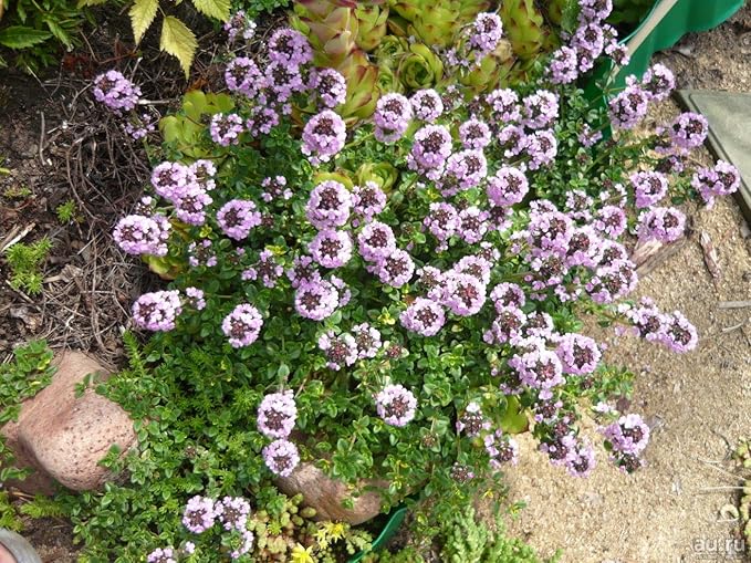 Seeds Summer Savory - Indoor - 1000 Seeds - Heirloom Herb - GMO Free