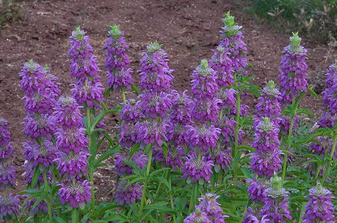 SeedsUP - 300+ Seeds Lemon Bee Balm Monarda Lemon Mint - Herb Green