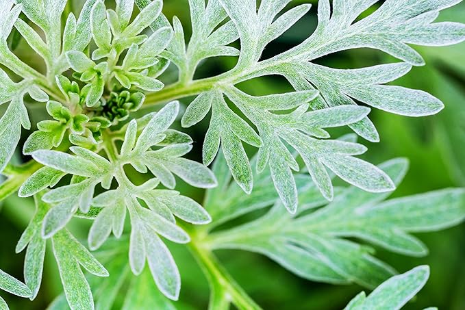 Absinthe Plant Seeds for Planting(100 Seed) - Common Wormwood, Artemisia Absinthium
