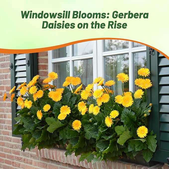 Outsidepride Golden Yellow Gerbera Seeds - 10 Pcs Perennial, Compact & Low Maintenance, Flower Seeds for Planting w/Dazzling Yellow Blooms, Ideal for Garden Landscaping & Cut Flower Arrangements