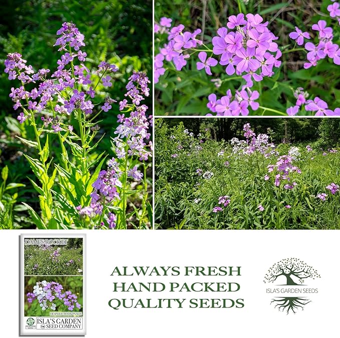 Dame's Rocket Flower Seeds, 1000+ Non-GMO Heirloom Seeds, Vibrant Purple/Pink/White Blooms, Pollinator-Friendly, Easy-Grow Hesperis matronalis, Isla's Garden Seeds for Stunning Gardens