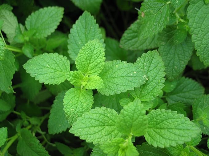 Peppermint Great Garden Herb 1,000 Seeds by Seed Kingdom