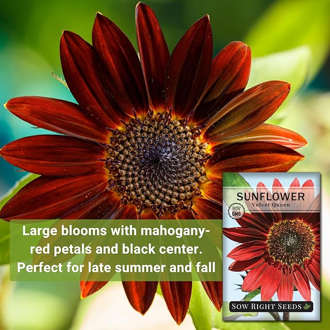 Sow Right Seeds - Velvet Queen Sunflower Seeds for Planting - Grow Giant Sunflowers Outdoors in Your Garden - Non-GMO Heirloom Packet - Deep Red Burgundy Blooms - Tall Annual Variety - Rare Color (1)