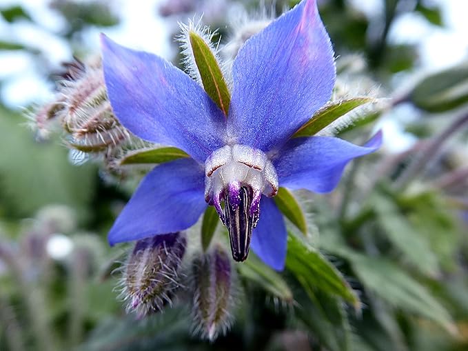TKE Farms & Gardens - Borage Seeds for Planting, 100+ Non-GMO Heirloom Seeds, Attract Bees & Pollinators, Fast Growing Companion Plant for Tomatoes & Strawberries, Includes Instructions