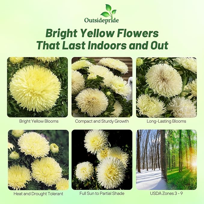 Outsidepride Gremlin Aster Seeds - 2000 Pcs. Annual, Hardy & Pollinator Friendly Flower Seeds for Planting Vibrant Yellow Blooms and Oval-Shaped Leaves, Great for Meadows & Aesthetic Gardens