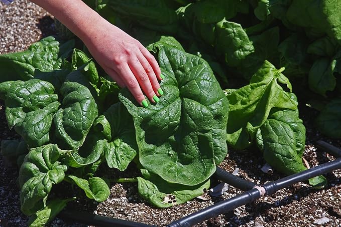 Seeds Vegetable Four Season Spinach Giant - 300 Seeds