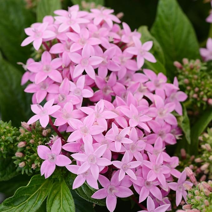 100+ Perennial Pentas Lucky Star Seeds for Planting Outdoor-Pentas Lanceolata Flowers Seeds Non-GMO -Egyptian Star Cluster Seeds Garden Home Plant