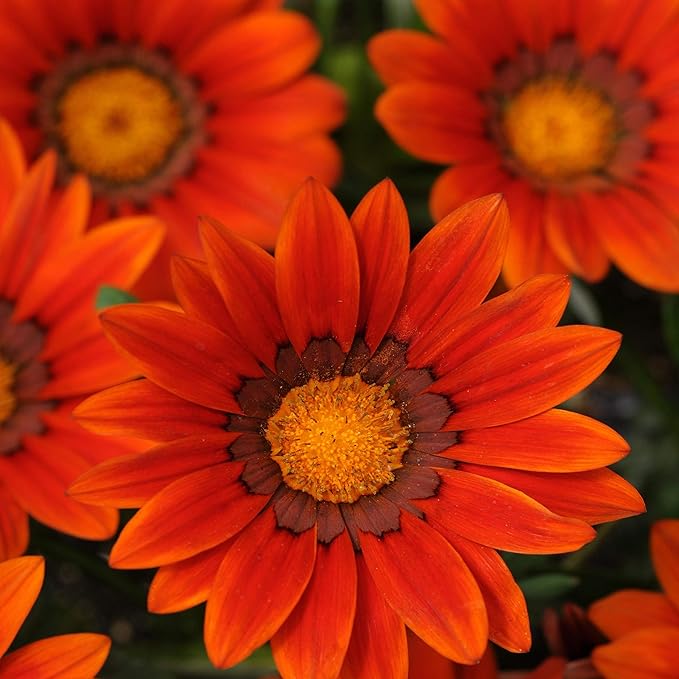 Outsidepride New Day Bronze Gazania Seeds for Planting – 25 Pcs Perennial, Low-Maintenance, Drought-Tolerant Ground Cover Seeds for Vibrant Summer & Fall Flowers, Great for Outdoor Gardens
