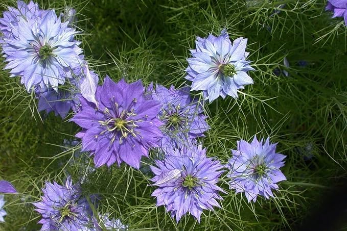 2000 Miss Jekyll Nigella Love in a Mist Flower Seeds Mix