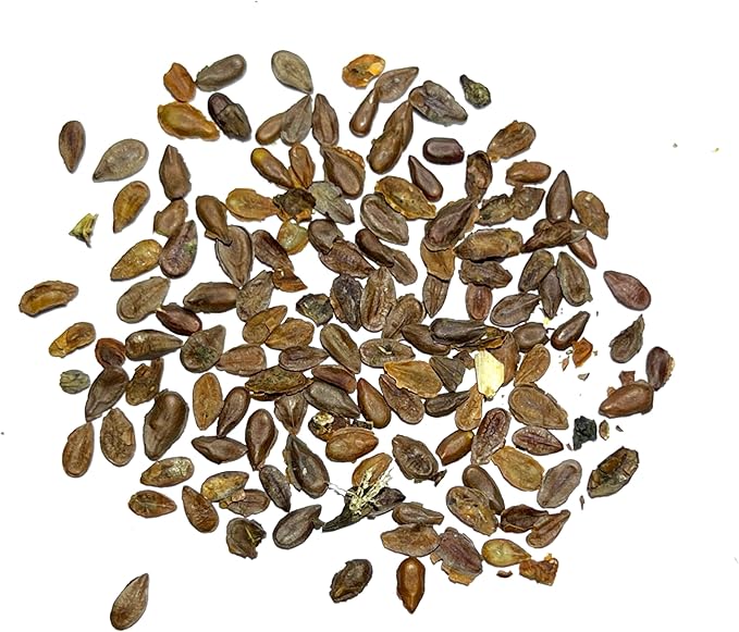 Seed Needs Pink Swamp Milkweed Seeds for Planting - Heirloom & Untreated - Grow a Butterfly Garden to Attract Monarch Butterflies & Pollinators (2 Packs)
