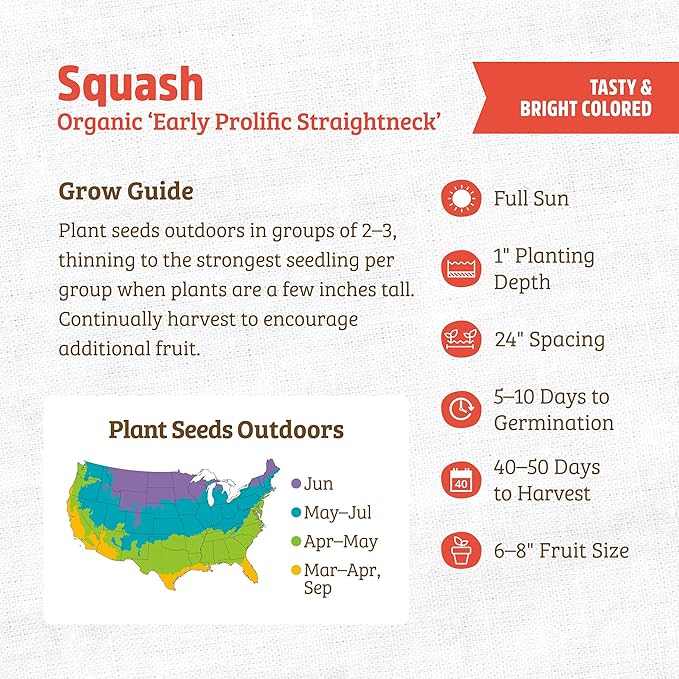 Back to The Roots 100% Organic Heirloom Seeds - Yellow Straightneck Squash Value Pack (5.6g Total)
