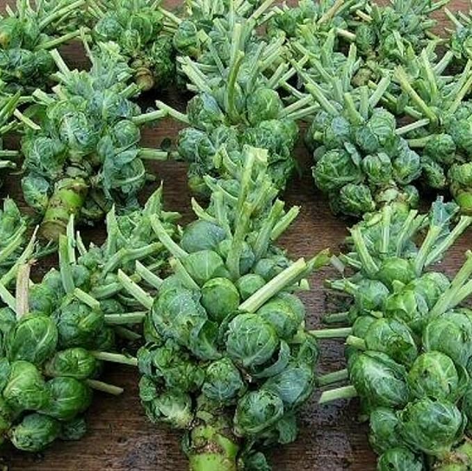 Catskill Brussel Sprout Seeds for Planting – Heirloom Non-GMO Brussel Sprout Seed Packets with Instructions to Plant & Grow for Home Outdoor Vegetable Garden – 5 Packets