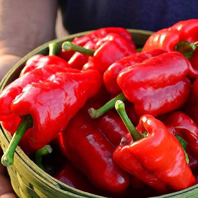 Ausilio Thin Skin Italian Chile Pepper - 25 Seeds - Rare Heirloom & Open-Pollinated Variety, Non-GMO Vegetable Seeds for Planting in The Home Garden, Thresh Seed Company