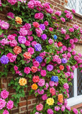 100+ Mix Color Climbing Rose Seeds for Outdoor Planting Vibrant Bush Perennial Shrub Ornamental Flowers for Garden Decoration