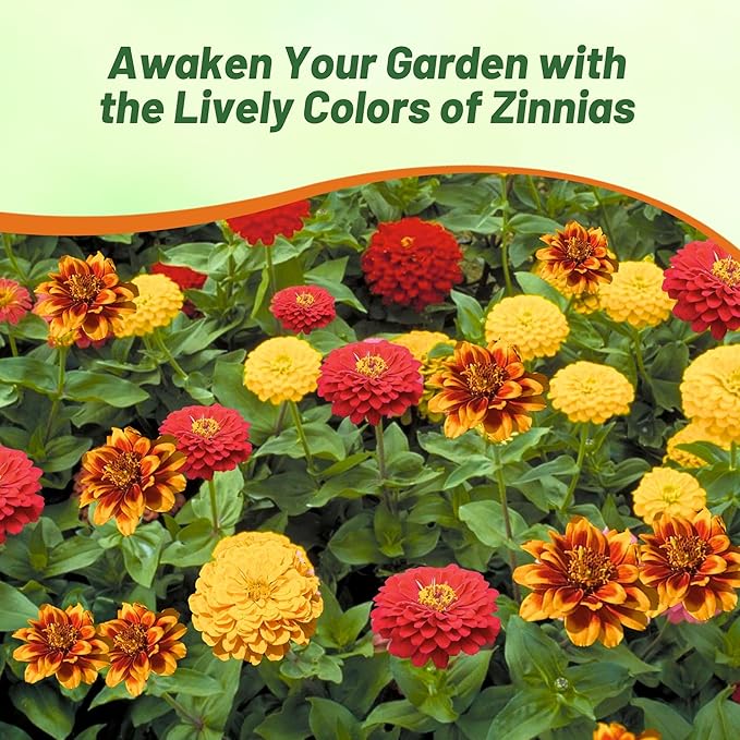 Outsidepride South of The Border Zinnia Seeds - 1000 Pcs Annual, Heat & Drought Tolerant Flower Seeds for Planting w/Vibrant Blooms for Pollinator Gardens & Floral Arrangements