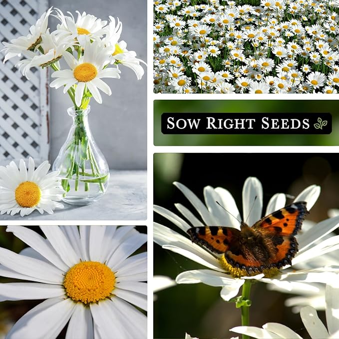 Sow Right Seeds - Shasta Daisy Flower Seeds for Planting - Non-GMO Heirloom Packet with Instructions - Attract Butterflies and Excellent for Cutting - White Blossom with Yellow Centers (4)