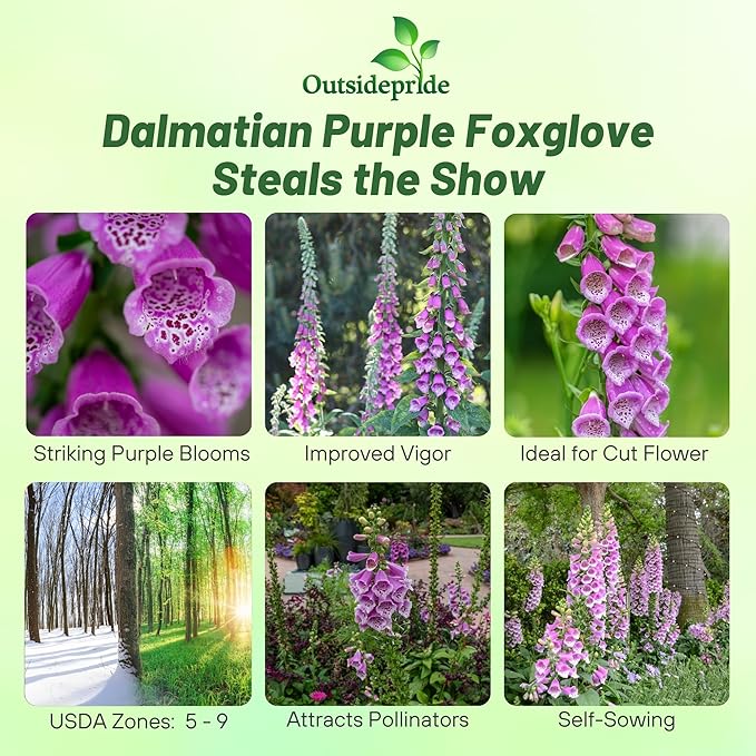 Outsidepride Digitalis Purpurea Dalmatian Purple Foxglove Seeds – 25 Pcs Perennial, Prolific, Tall Growing Flower Seeds with Pollinator-Friendly Blooms for Shaded Gardens & Outdoor Landscapes