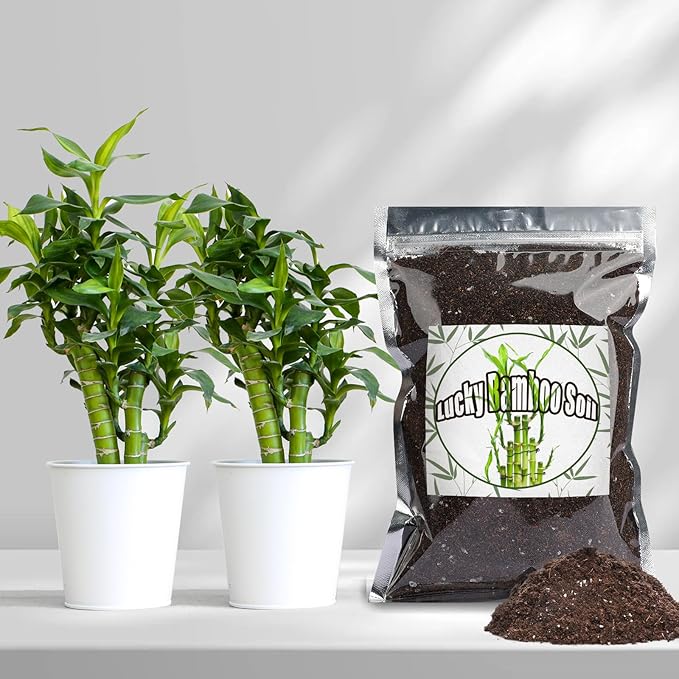 Premium Lucky Bamboo Soil Mix 10qt, Indoor Plants Potting Mix for All Potted Luncky Bamboo, Promote Healthy Growth and Longevity