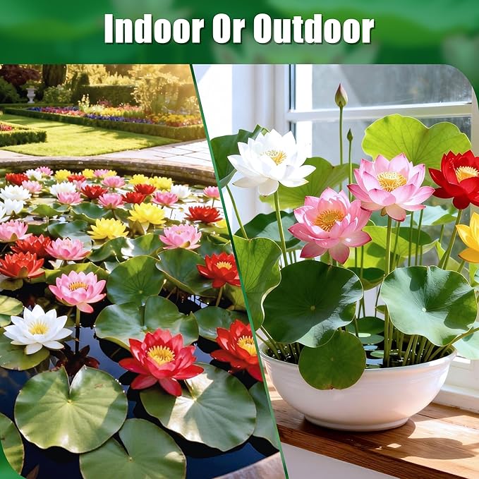 Mixed Lotus Seeds for Planting in Water, 160+ Water Lily Flower Plant Seeds, Grow Stunning Lotus Flowers in Ponds & Gardens
