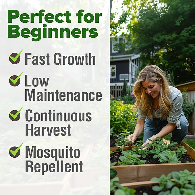 HOME GROWN Lemon Balm Seeds– 806 Non GMO Heirloom Seeds for Planting – Melissa officinalis Herb for Tea, Garden, Indoor or Outdoor Growing–Plant for Pots, Beds & Hydroponics(Melissa officinalis)