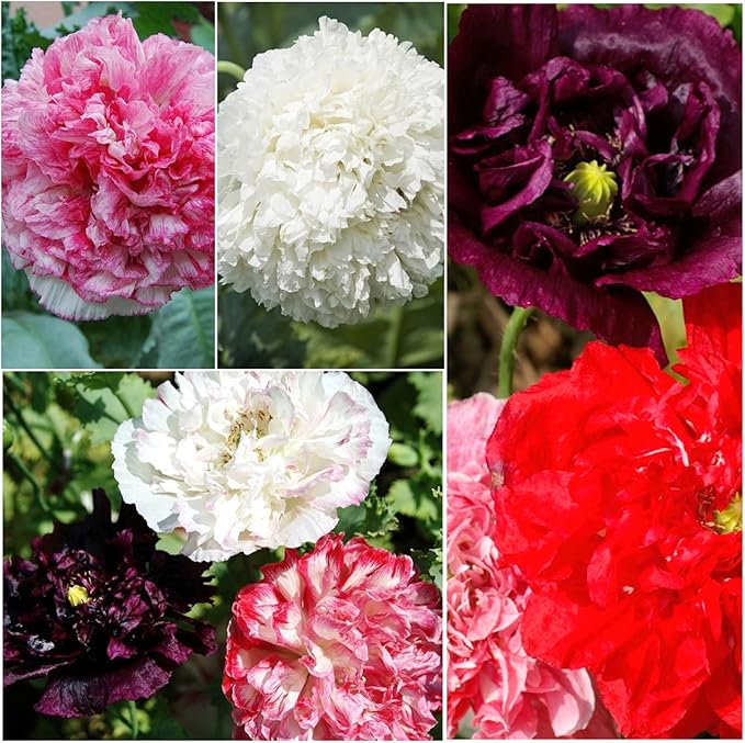 Seed Needs Mixed Peony Poppy Seeds for Planting - Heirloom & Open Pollinated - Colorful Mixture to Plant an Outdoor Butterfly Garden, Attracts Pollinators (5 Packs)