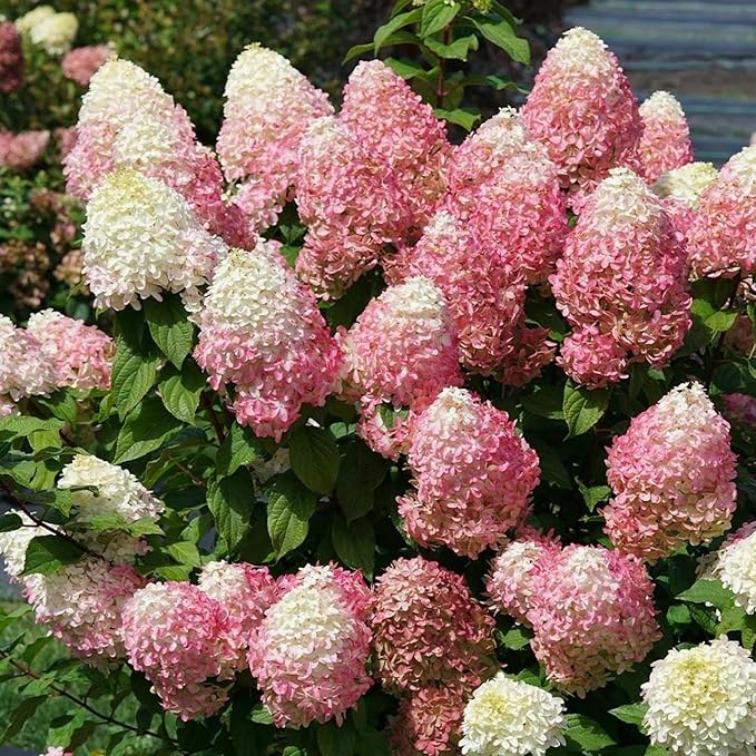 200+ Mix Panicle Hydrangea Seeds Perennial Hydrangea Seeds for Planting Flowers Bush Plants Non-GMO Heirloom Plant Wedding Outdoor Garden