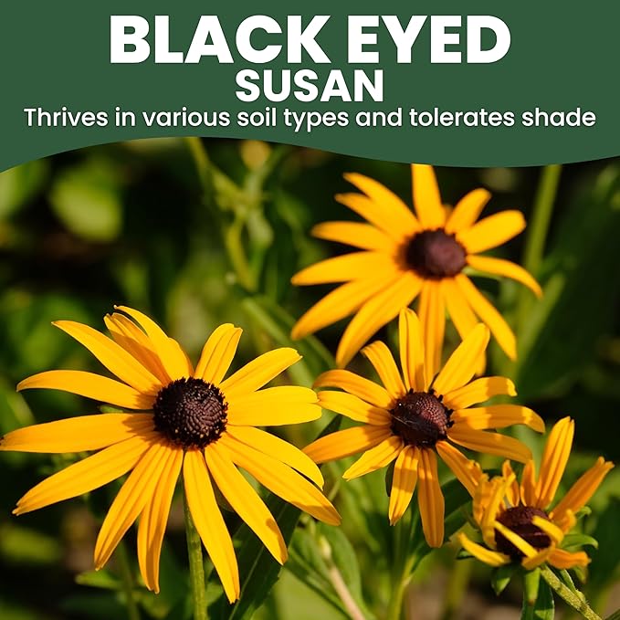 Black Eyed Susan - Large 5g Envelope - 15,000 Flower Seeds for Planting - Rudbeckia hirta
