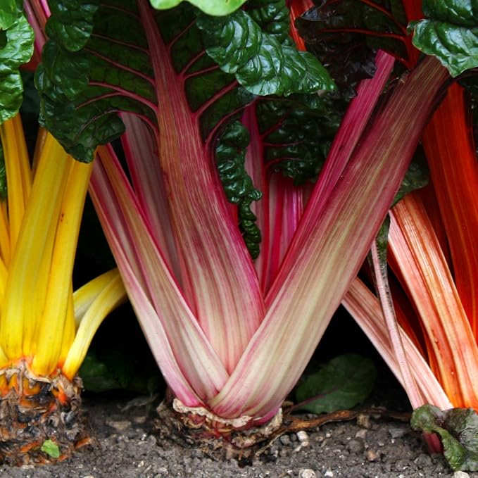 Swiss Chard Garden Seeds - Bright Lights - 0.25 Oz - Non-GMO, Heirloom Vegetable Gardening & Microgreens Seeds