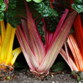 Swiss Chard Garden Seeds - Bright Lights - 0.25 Oz - Non-GMO, Heirloom Vegetable Gardening & Microgreens Seeds