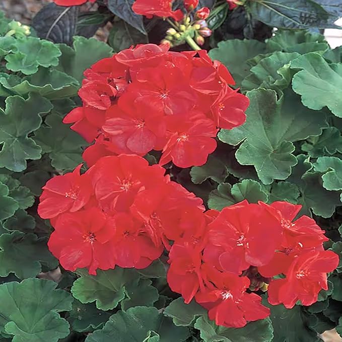 Park Seed Geranium Flowering Plant Seeds, Maverick Scarlet Variety with Large Dark Red-Orange Blooms, Heat and Humidity Tolerant Annual, Pack of 10