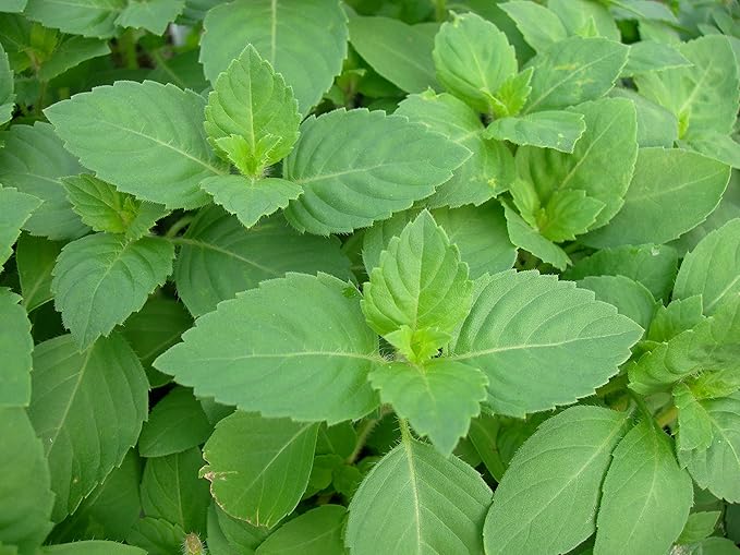 Seeds Ornamental Holy Basil - Indoor Tulasi - Heirloom Herbs - GMO Free