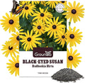 Black Eyed Susan Seeds, Perennial Rudbeckia Hirta Yellow Flower for Attract Pollinators, Non-GMO, Heirloom Wildflowers Seeds, USDA Zone 3-9, 2g