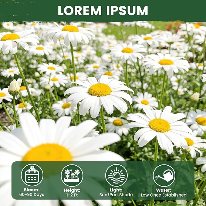 German Chamomile Seeds for Planting - 10,000+ Non-GMO Heirloom Seeds (Matricaria chamomilla), Homegrown Herbal Tea, Attracts Pollinators, Self-Seeding, USDA Zones 4-9, Medicinal Herb