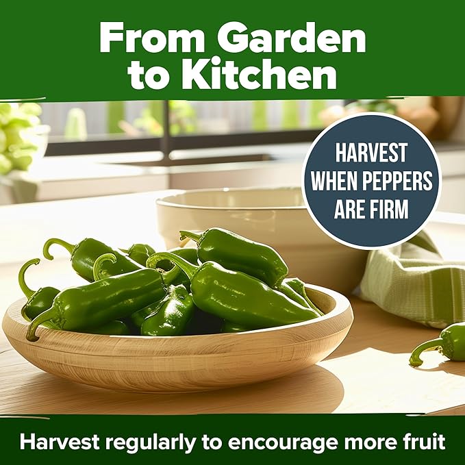 HOME GROWN Jalapeno Pepper Seeds – 258 Heirloom Seeds (Capsicum annuum) – High Germination, Easy to Grow, Early Harvest Hot Peppers