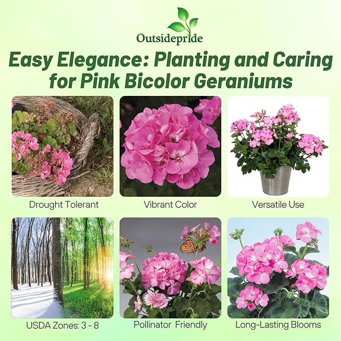 Outsidepride Pink Bicolor Geranium Seeds for Planting - 50 Pcs Annual, Heat & Drought Tolerant Flower Seeds with Green Foliage & Pink Blooms for Pots, Borders & Lush Summer Garden Displays
