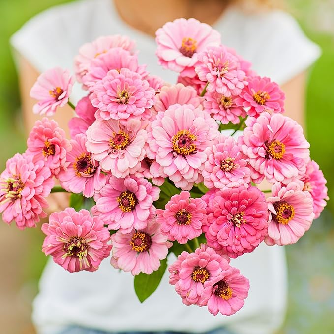 Eden Brothers Zinnia Seeds - Luminosa, Non-GMO Seeds for Planting, 1 oz | Low-Maintenance Flower Seeds, Plant During Spring, Zones 3, 4, 5, 6, 7, 8, 9, 10