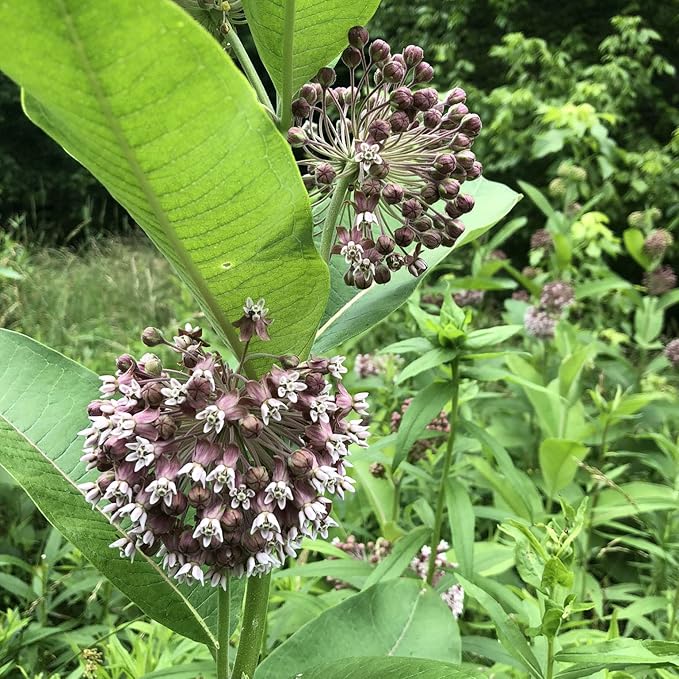 Organic Milkweed, Common Seeds (Asclepias syriaca L) 100 Seeds (1 Grams) - Common Milkweed - Monarch Butterfly Host Plant Seeds - Pollinator Seeds