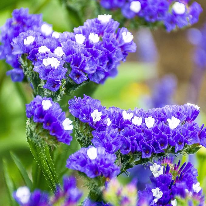 Outsidepride Blue Statice Flower Seeds - 1000 Pcs Annual Easy to Grow Drought Tolerant Flower Seeds for Floral Arrangements, Borders, & Pollinator Garden