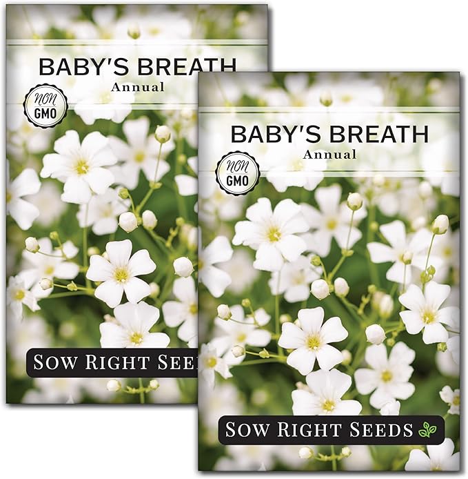 Sow Right Seeds - Annual Baby’s Breath Seeds for Planting - Non-GMO White Flowers Heirloom Packet with Instructions to Plant in Your Home Garden - Snow Like Blooms - Fresh and Dried Cut Flower (2)