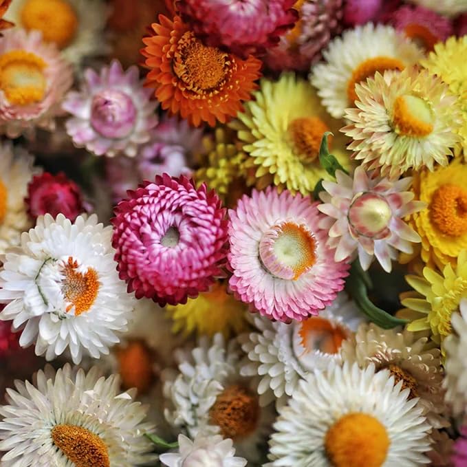 1500+ Mixed Color Strawflower Seeds Annual Strawflower Seeds for Planting Non-GMO Seeds Ornamental Flowering Plant High Germination Rate Beautiful Potted Plants